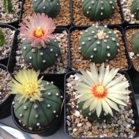 30 เมล็ด แอสโตรไฟตัม (Astrophytum) เมล็ดกระบองเพชร แคคตัส Cactus