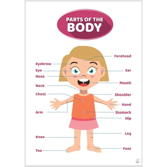 Laminated Big chart Parts of the Body (Gir) Educational Chart for kids ...