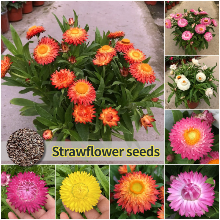 [100 Original Seed] Mixed Strawflower Seeds for Sale Flower Seeds for