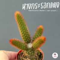 หางกระรอกแดง #กอ Cleistocactus Winteri ( red variant ) กระบองเพชร ไม้อวบน้ำ Cactus&amp;Succulent