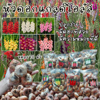 แกลดิโอลัส (Gladiolus) ชุดละ 10 หัว หลากหลายสีสัน มีทั้ง แดง, เหลือง, ขาว, ม่วง,ชมพู, บานเย็น, ส้มอมชมพู, maroon