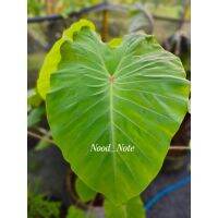 ( สุดคุ้ม+++ ) บอนเรดอาย*Colocasia Red Eye Gekco(ไม้ตัดสด) ราคาถูก พรรณ ไม้ น้ำ พรรณ ไม้ ทุก ชนิด พรรณ ไม้ น้ำ สวยงาม พรรณ ไม้ มงคล