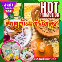 สินค้าขายดี!!! สาคูต้นแท้ของดีจากจังหวัดพัทลุง แปรรูปมาแล้วรสชาติมันหวานอร่อย รับรองว่าอร่อยสุดๆๆ ส่งแบบถุง1ถุง (1ถุง/แพ็ค)