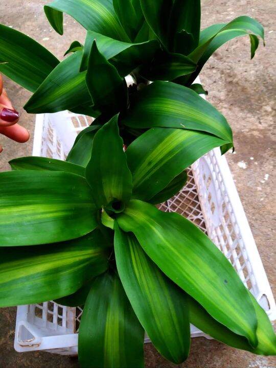 Fortune Plant Indoor Lucky Money live Plant 1 stem (pot not included