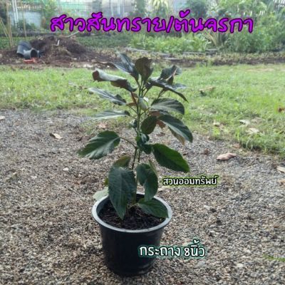 ต้นสาวสันทราย ต้นจรกา ในกระถาง8นิ้ว กลิ่นหอมดอกสวย