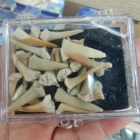 a of shark Tooth Marine Biology Science Teaching Specimen Random Style Suitable For Aquarium Home Decor Crafts