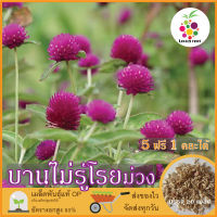 ซื้อ5 แถม1 เมล็ดพันธุ์ ดอกบานไม่รู้โรย สีม่วง 20 เมล็ด (Purple Globe Amaranth Flower Seed) เมล็ดพันธุ์แท้ ปลูกง่าย อัตรางอกสูง เก็บเมล็ดปลูกต่อได้