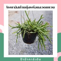 ยอดฮิต ริพซาลิส (Rhipsalis) ก้ามกุ้ง กระถาง 4 นิ้ว ขายดี ต้นไม้ ฟอก อากาศ กระถาง ต้นไม้ ไม้ ประดับ ต้นไม้ ปลูก ใน บ้าน