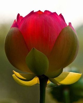 100 เมล็ด เมล็ดบัว ดอกสีชมพู ดอกเล็ก พันธุ์แคระ จิ๋ว ของแท้ 100% เมล็ดพันธุ์บัวดอกบัว ปลูกบัว เม็ดบัว สวนบัว บัวอ่าง Lotus Waterlily seed
