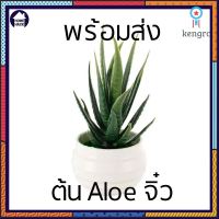 ?พร้อมส่ง? ต้นไม้ปลอม ต้นไม้แต่งบ้าน ต้นไม้แต่งห้อง อโลเวร่าแคระ Mini Aloe vera ว่านหางจระเข้ ต้นไม้จิ๋ว Homehack ยอดขายดีอันดับหนึ่ง