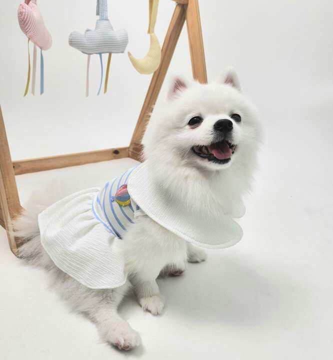 animal-go-round-เสื้อผ้าเครื่องแต่งกาย-สัตว์เลี้ยง-หมา-แมว-สุนัข-รุ่น-bubble-balloon