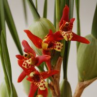 แม็กซีลาเลีย Maxillaria tenuifolia ไซส์เล็ก กล้วยไม้ ดอกหอม