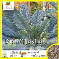 (โปร++) เมล็ดพันธุ์ เมล็ดผักสลัด เมล็ดพันธุ์ เคลแดซลิ่งบลู 200 เมล็ด Dazzling Blue Kale Seed เมล็ดพันธุ์แท้ นำเข้าจากต่างประเทศ ส่วนลด ต้นไม้ เมล็ดพันธ์ เมล็ดพืช พรรณพืช