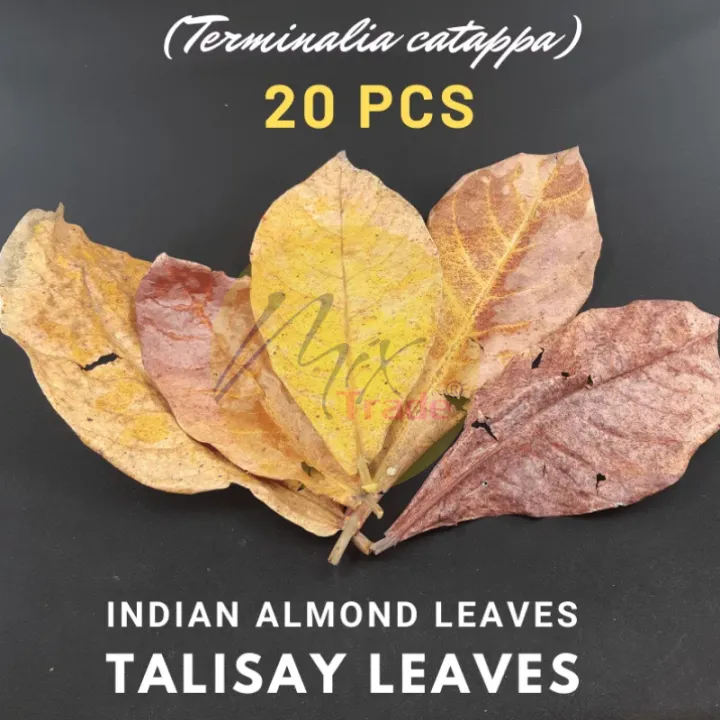 Talisay Leaves 20 pcs Sunbaked Indian Almond Leaves (Terminalia Cattapa ...