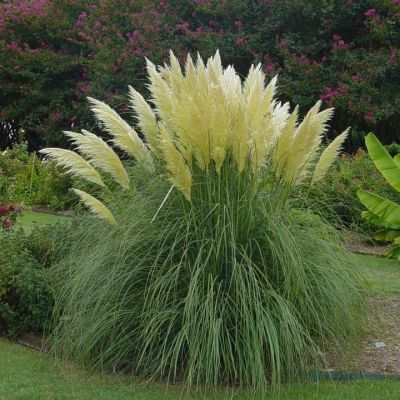 100 เมล็ดหญ้า หญ้าภูเขา หญ้าแพมพัส Pampas grass แปมปัส นำเข้าจาก USA อัตราการงอก 80-85%.