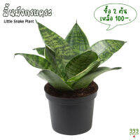 ต้นลิ้นมังกรแคระ กระถาง5นิ้ว ไม้ฟอกอากาศ ( ลิ้นมังกรเขียว / ลิ้นมังกร / snake plant ) 999garden