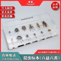 Insect specimens (six yi harm) new hollow organic embedding real cognitive science teaching AIDS model