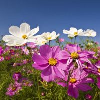 เมล็ดพันธุ์คอสมอสคละสี Cosmos Flower  บรรจุ 60 เมล็ด