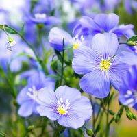 100seeds Blue Flax Flower Seeds เมล็ดบอนสีสวยๆ บอลสีชนิดต่างๆ บอนสี เมล็ดดอกไม้ Hanging Flowering Plants Seeds ต้นไม้มงคล บอนสีราคาถูกๆ ดอกไม้ บอนสีหายาก ไม้ประดับมงคล ดอกไม้ปลูกสวยๆ หัวบอนสี กล้วยด่าง บอนไซ เมล็ดพันธุ์ เมล็ดผักต่างๆ เมล็ดดอกไม้