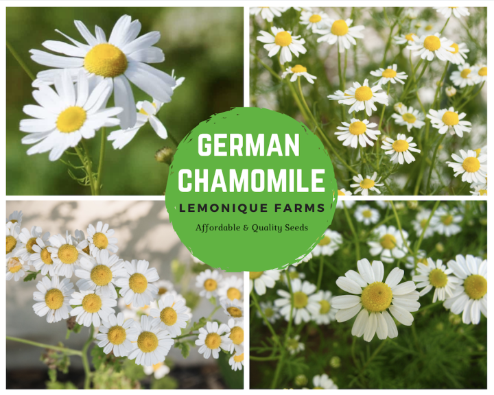 160 seeds Chamomile Seeds | Chamomile Herb Seeds | German Chamomile ...