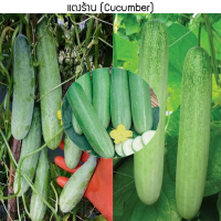 เมล็ดพันธุ์ แตงร้าน(Cucumber) 65 เมล็ด ปลูกง่าย ปลูกได้ทั่วไทย