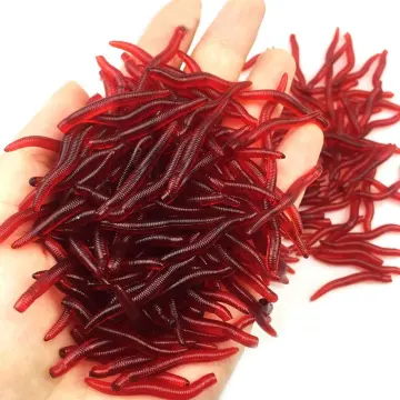 Red Worm For Fish - Best Price in Singapore - Feb 2024