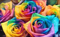 30 เมล็ด เมล็ดพันธุ์ Garden กุหลาบ พันธุ์ Rainbow Rose seed ดอกใหญ่ นำเข้าจากต่างประเทศ พร้อมคู่มือ