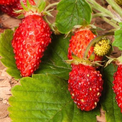 50 เมล็ด สตอร์เบอรี่ ใช้ทำแยม woodland strawberry, Alpine strawberry, European strawberry อัตราการงอก 80-85%