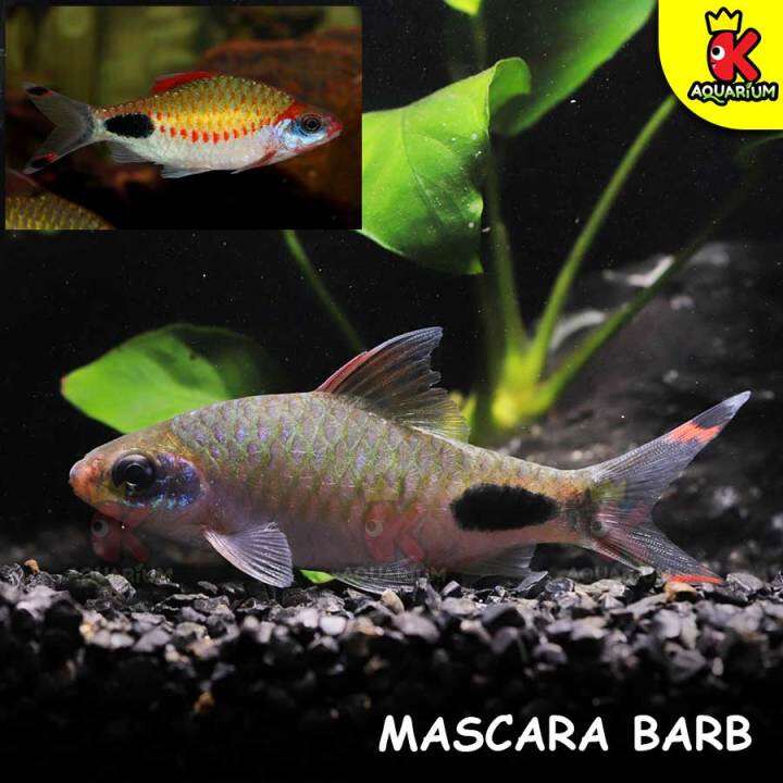 มาสคาร่า บาร์บ MASCARA BARB(5cm)/ ตะเพียนเรนโบว์TAMBRAPARNI BARB(3.5cm