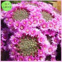 Mammillaria zeilmanniana 20 เมล็ด (สายพันธุ์ใหญ่ ดอกเป็นมงกุฏ)