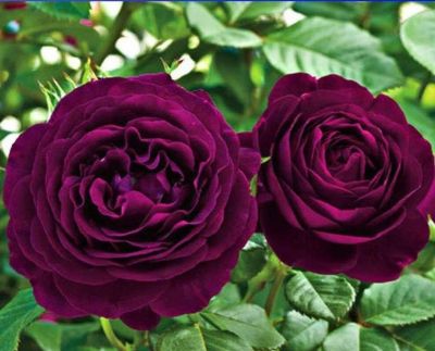 30 เมล็ด เมล็ดพันธุ์ กุหลาบ สายพันธุ์ อังกฤษ เลื้อย สีม่วง ดอกใหญ่ Rose seed นำเข้าจากต่างประเทศ พร้อมคู่มือ เมล็ดใหม่