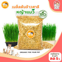 เมล็ดข้าวสาลี (500g-1000g) เมล็ดหญ้าแมว สำหรับปลูกต้นอ่อนข้าวสาลี หญ้าหมา หญ้าแมว หญ้ากระต่าย หญ้ากระรอก (คนทานได้)