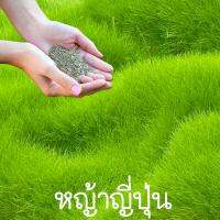 หญ้าญี่ปุ่นถูกที่สุดเมล็ดปลูกง่ายโตไวปลูกครั้งเดียวอยู่ได้นาน