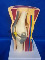 Human knee joint anatomical structure skeleton skeleton skin medical teaching model on display