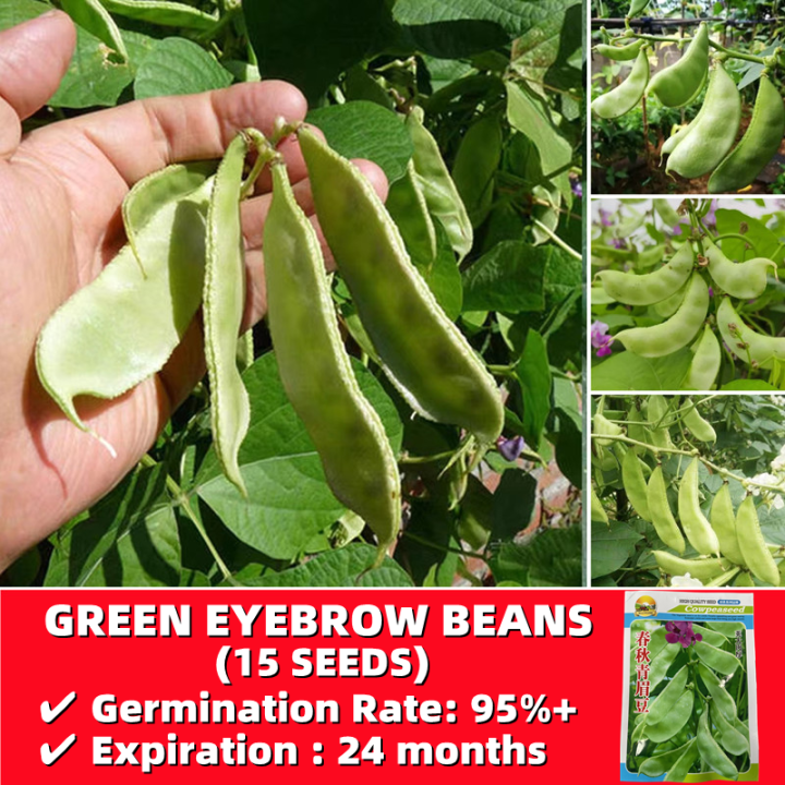 Organic Seeds Easy To Grow In Philippines 15 Seeds High Yield Green