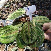 คล้ามารันต้าเรด (maranta red) เป็นไม้ใบมีเส้นสีแดงสวยเป็นเอกลักษณ์ ชอบแดดรำไร น้ำปานกลาง จัดส่งพร้อมกระถาง5นิ้ว