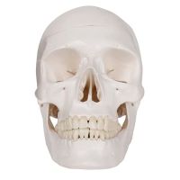 Human Scull Model, Life Size Anatomy Anatomical Adult Model with Removable Scull Cap and Articulated Mandible