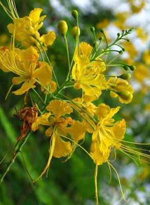 ขายส่ง 100 เมล็ด เมล็ดหางนกยูงไทยสีเหลือง Flower fence Peacock’s crest มีชื่อเรียกอย่างอื่นว่า ขวางยอย จำพอ ซำพอ ซมพอ ส้มผ่อ ส้มพอ นกยูงไทย พญาไม้ผุ