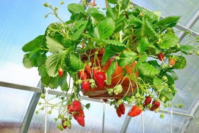 เมล็ดพันธุ์ Strawberry Seed สายพันธุ์ Fern 50 เมล็ด เมล็ดพันธุ์นำเข้าจาก ยุโรป