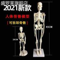 20 cm 45 cm skeleton model size frame body removable for medical and shown in model