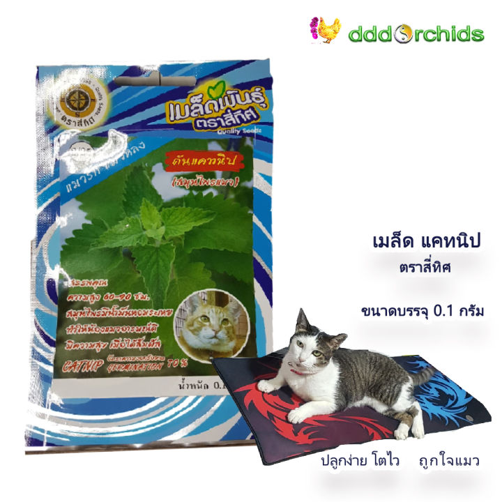 เมล็ดต้นแคทนิป-สมุนไพรแมว-catnip-seeds-1-ซอง-ร้าน-dddorchids