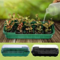 Plant Seeds Grow Boxes With 10 Holes Tray Insert Propagation Seedling Pot Plant Grow Starting Pot With Lid Seeds