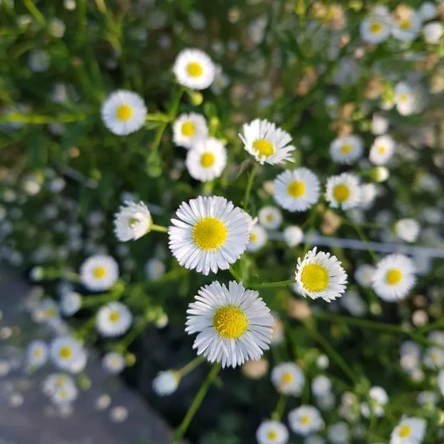 ต้นดอกเดซี่ Oxeye Daisy/Magaret พร้อมกระถาง 5 นิ้ว ยอดขายดีอันดับหนึ่ง |  Lazada.Co.Th