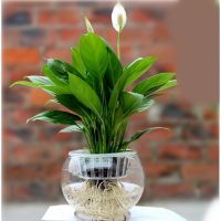 [Four seasons flowering with flowers delivery] White palm pink palm and anthurium hydroponic plant flower potted indoor green