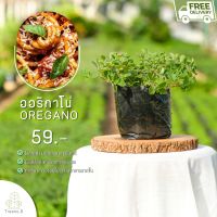 Treeno.9 T37 ออริกาโน่ (Oregano) ส่งแบบ ถุงดำ 6 นิ้ว / สูง 15-30 cm. / สมุนไพรฝรั่ง กลิ่นหอม ประโยชน์ดีต่อสุขภาพ (Herb)