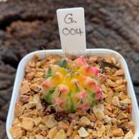 Gymnocalycium G.Pink pearl G004 ยิมโนด่าง ไม้เมล็ด รหัสG GYmno variagata seedings ขนาดกระถาง 3 นิ้ว (จัดส่งทั้งกระถาง) #กระบองเพชร #Cactus #ต้นไม้สวยงาม