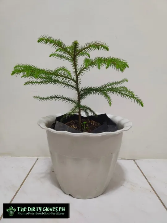 Araucaria Norfolk Pine Tree 6 Inches Tall With Free Garden Soil Plastic Pot And Marble Chip Pebbles Lazada Ph