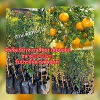 มาใหม่จ้า ส้มเขียวหวานสีทองเสียบยอดขนาด30-60cm รับประกันสายพันธุ์เเท้ คุ้มสุดสุด ต้นไม้ ฟอก อากาศ กระถาง ต้นไม้ ไม้ ประดับ ต้นไม้ ปลูก ใน บ้าน