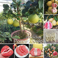 *ขายเมล็ดพันธุ์/ประเทศไทยพร้อมสต็อก* 20 เมล็ด ต้นส้มโอ Edible Pomelo Fruit Seeds for Planting Fruit Tree Plants Seeds ต้นส้มโอ พันธุ์ส้มโอเเดงเวียดนาม ต้นไม้แคระ พันธุ์ไม้หายาก ต้นไม้ฟอกอากาศ บอนไซ ผลไม้สด Plants พันธุ์ไม้ผล เมล็ดบอนสี ต้นไม้มงคล ต้นผลไม้