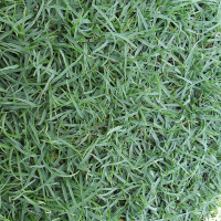 1 กิโลกรัม เมล็ดหญ้าพาสพาลัม Paspalum Grass ราคาถูก หญ้าปูสนาม สนามหญ้า พืชตระกูลหญ้า เมล็ดพันธ์หญ้า ปูหญ้า ปูสนาม สนามหญ้าและสวน